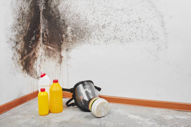 Best Mold Removal Company Near Me  in Watertown Town, MA