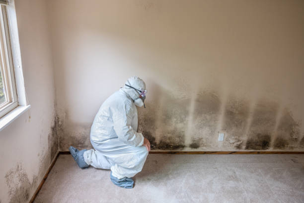 Professional Mold Removal in Watertown Town, MA